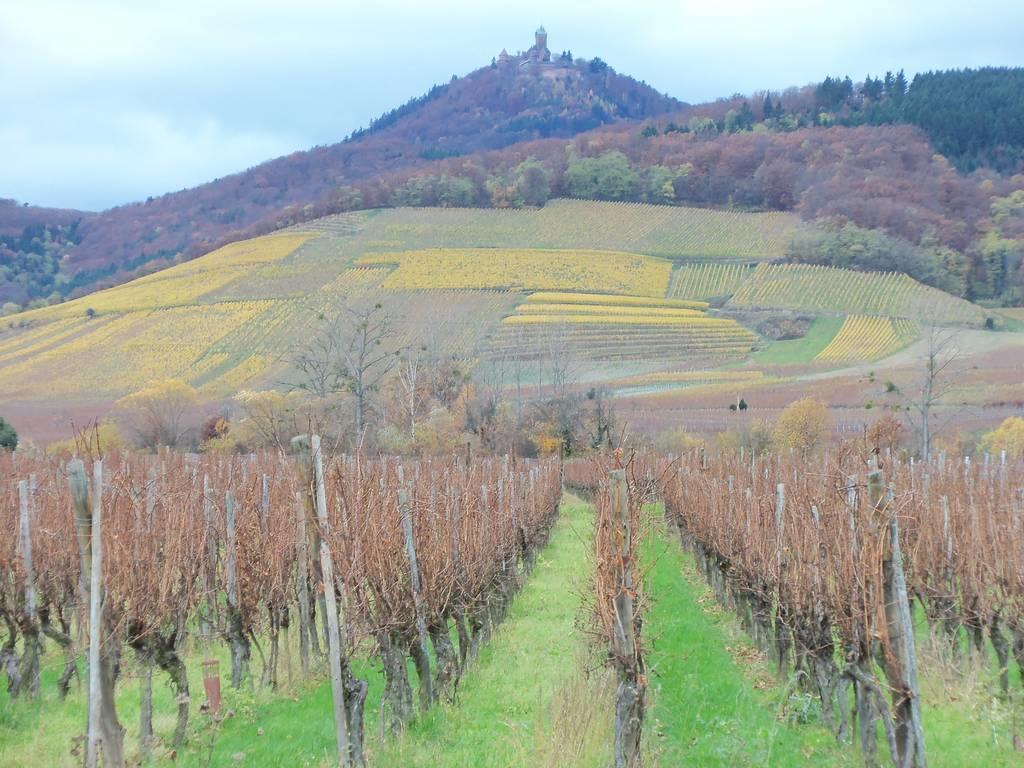 Apartment Route Du Vin Centre Alsace Orschwiller Bilik gambar